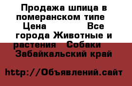 Продажа шпица в померанском типе › Цена ­ 20 000 - Все города Животные и растения » Собаки   . Забайкальский край
